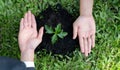 Group of businesspeople hand grow and nurture plant together. Gyre
