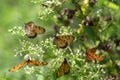 A group of butterflies eating pollen in the morning