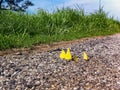 Group of butterflies meet up on roadside