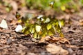 Group of butterflies puddling on the ground and flying in nature