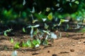 Group of butterflies puddling on the ground and flying in nature, Thailand.Butterflies swarm eats minerals in Ban Krang Camp, Kaen Royalty Free Stock Photo