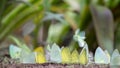 Group of butterflies puddling on the ground and flying in nature Royalty Free Stock Photo