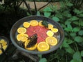 Group of butterflies sipping nectar inside a large greenhouse