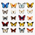 Realistic Butterfly Set: Detailed Illustrations With Naturalistic Shadows Royalty Free Stock Photo