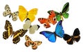 Group of butterfly