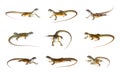 Group of butterfly agama lizard Leiolepis Cuvier isolated on a white background. Reptile. Animals