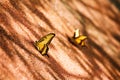 Heraclides astyalus. Beautiful butterflies. Broad banded Swallowtail butterflies.
