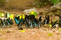 Group of butterfly eating Salt licks on ground Royalty Free Stock Photo