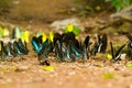 Group of butterfly eating Salt licks on ground