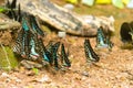 Group of butterfly eating Salt licks on ground Royalty Free Stock Photo