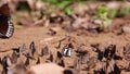 Group of butterfly, nutrients feeding in nature