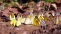 Group of butterfly, nutrients feeding in nature