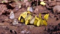 Group of butterfly, nutrients feeding in nature