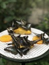 group of butterfly Royalty Free Stock Photo