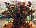 A group of butterfly specimens inside a transparent display cabinet