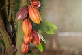 Group of cacao pods on tree branch Royalty Free Stock Photo