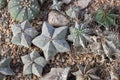 Astrophytum myriostigma cactus top view