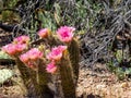 Cacti with pink blooms in desert Royalty Free Stock Photo
