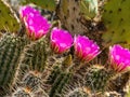 Cacti with pink blooms in desert Royalty Free Stock Photo