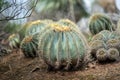 Group of cacti growing in the garden