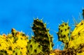 A group of cacti with spines are growing in a field Royalty Free Stock Photo