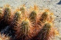 Group of cacti among stones -Echinocereus engelmanii, Joshua Tree National Park Royalty Free Stock Photo