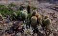 Hedge hog cacti in Texas desert