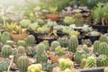 Group of cactus in a pot in the garden. Small decorative plant