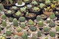 Group of cactus in a pot in the garden. Small decorative plant Royalty Free Stock Photo