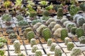 Group of cactus in a pot in the garden. Small decorative plant Royalty Free Stock Photo