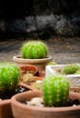 Group of cactus pot on ground Royalty Free Stock Photo