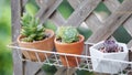Group of cactus pot hanging at panel Royalty Free Stock Photo