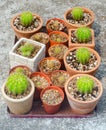 Group of cactus pot in tray Royalty Free Stock Photo