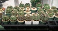 Group of cactus pot beside window Royalty Free Stock Photo