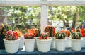 Group of cactus pot at window of green house Royalty Free Stock Photo