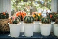 Group of cactus pot at window of green house Royalty Free Stock Photo