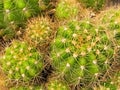 The group of cactus,sharp thorn,The Echinopsis Calochlora Cactus,
