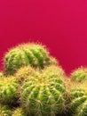 Group of cactus,sharp thorn,the Echinopsis Calochlora cactus