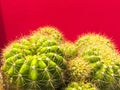 Group of cactus,sharp thorn,the Echinopsis Calochlora cactus