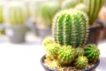 A group of cactus in a small pot in the garden. Royalty Free Stock Photo