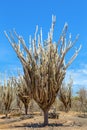 Group of cactus trees in National Park Royalty Free Stock Photo