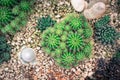 Group of Cactus Various Kind Nature Houseplant Fresh Concept in top view,