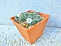Group cactus white-spine in orange plastic pot