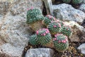 Group of cactuses with pink flowers in the nature