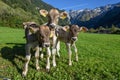 Group of calfes at Engelberg in the Swiss alps Royalty Free Stock Photo