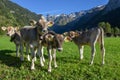 Group of calfes at Engelberg in the Swiss alps Royalty Free Stock Photo
