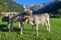 Group of calfes at Engelberg in the Swiss alps Royalty Free Stock Photo