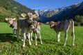 Group of calfes at Engelberg in the Swiss alps Royalty Free Stock Photo