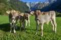 Group of calfes at Engelberg in the Swiss alps Royalty Free Stock Photo