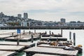 Group of California Sea Lions or Seals relaxing, sunbathing and barking on a pier of  the Fisherman`s Wharf Pier 39  of San Royalty Free Stock Photo